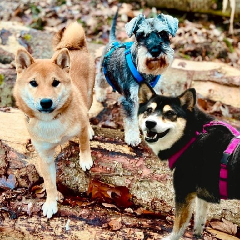 Anja Guggenbichler Shiba Zwerhgs